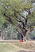 Sarnath - the Deer Park